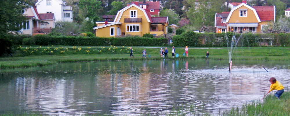 Håvning i Olovslundsdammen