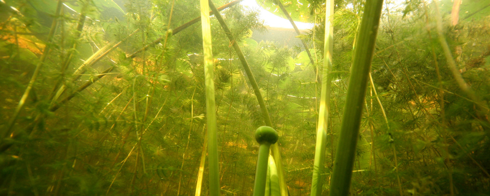 Vattenväxter  i Fagersjöviken, foto: Erik Wijnbladh
