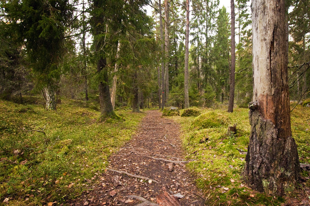 Skogsstig genom skog och mossa.