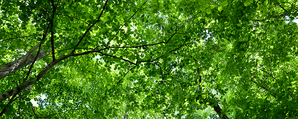 Gröna blad från trädkronor.