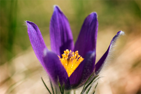 Bild på backsippans mörklila blomma med gula ståndare.